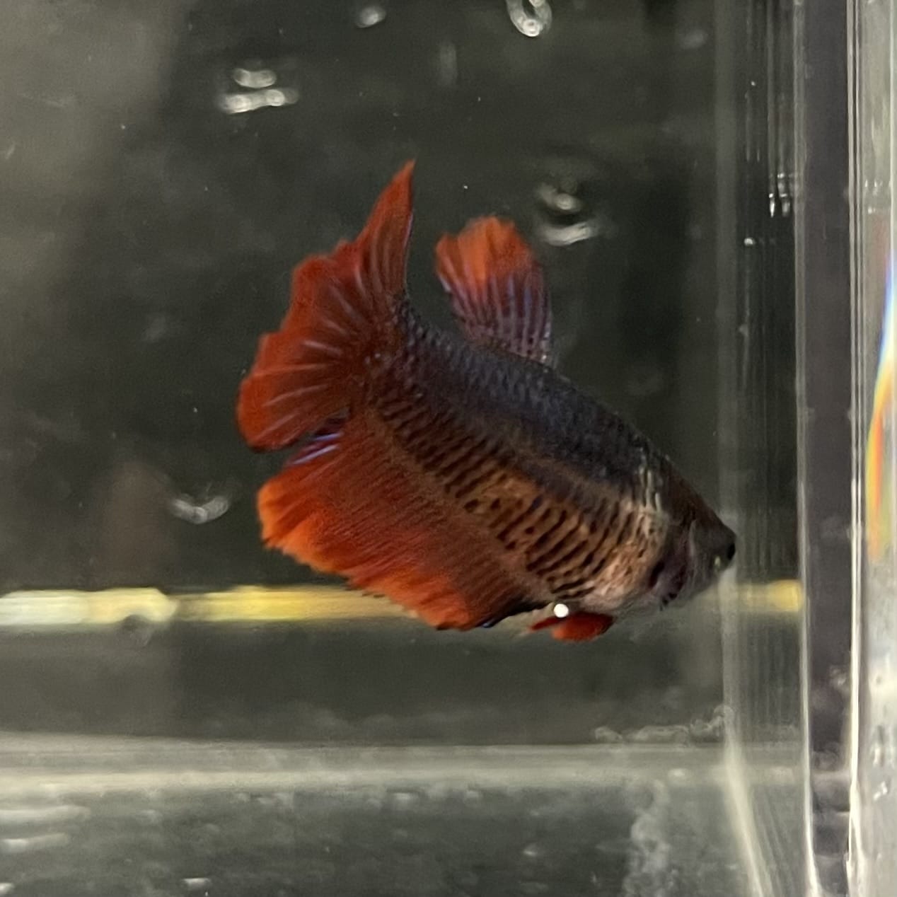 the-fish-farm Female Betta Female Betta - One Only - A Choose your own Female Betta at The Fish Farm Australia