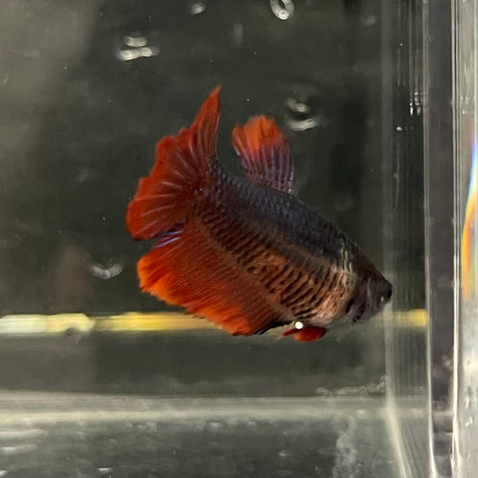 the-fish-farm Female Betta Female Betta - One Only - A Choose your own Female Betta at The Fish Farm Australia