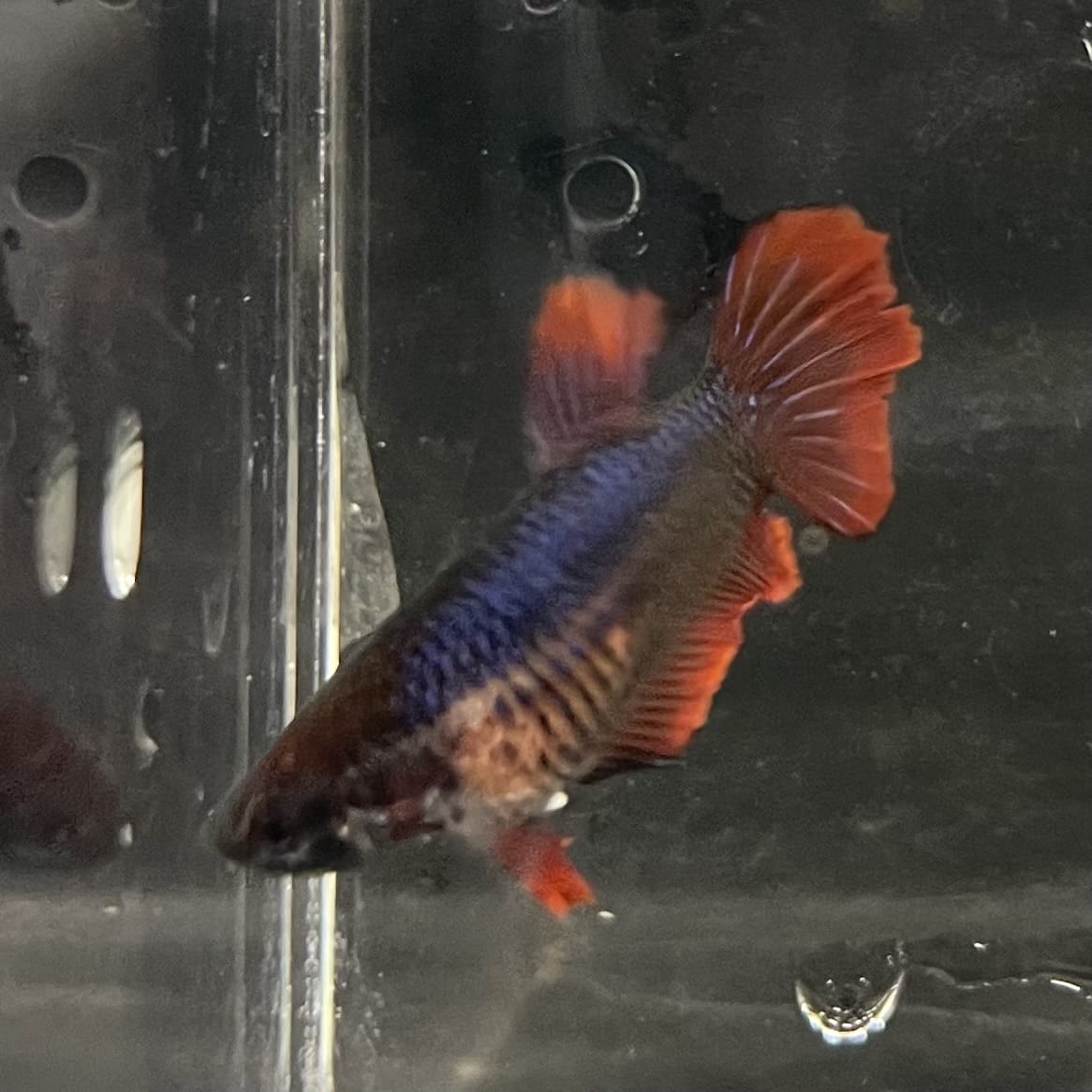 the-fish-farm Female Betta Female Betta - One Only - A Choose your own Female Betta at The Fish Farm Australia