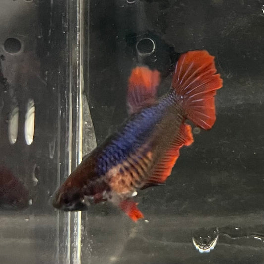 the-fish-farm Female Betta Female Betta - One Only - A Choose your own Female Betta at The Fish Farm Australia
