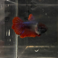 the-fish-farm Female Betta Female Betta - One Only - A Choose your own Female Betta at The Fish Farm Australia
