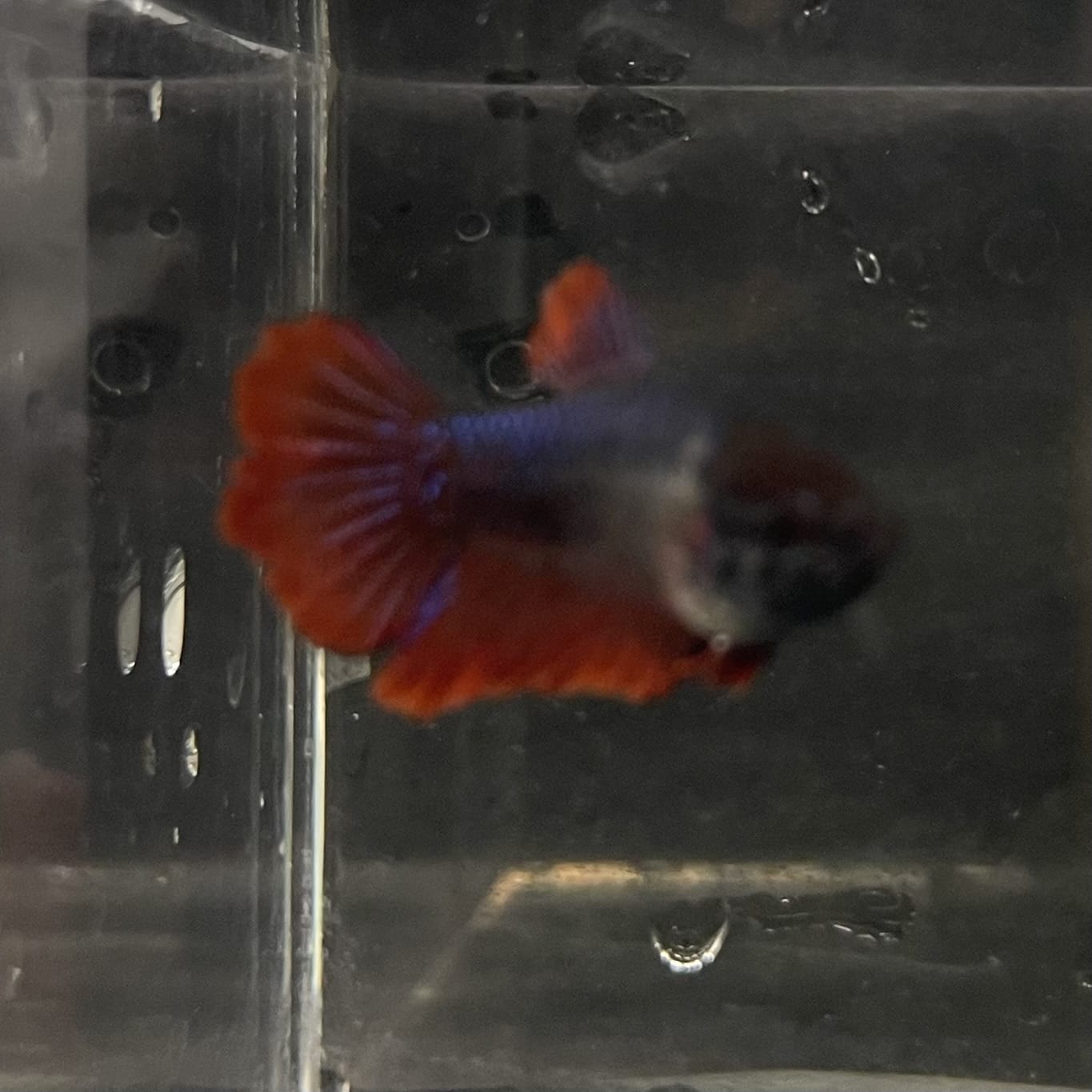 the-fish-farm Female Betta Female Betta - One Only - A Choose your own Female Betta at The Fish Farm Australia