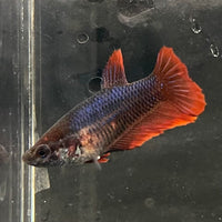 the-fish-farm Female Betta Female Betta - One Only - A Choose your own Female Betta at The Fish Farm Australia