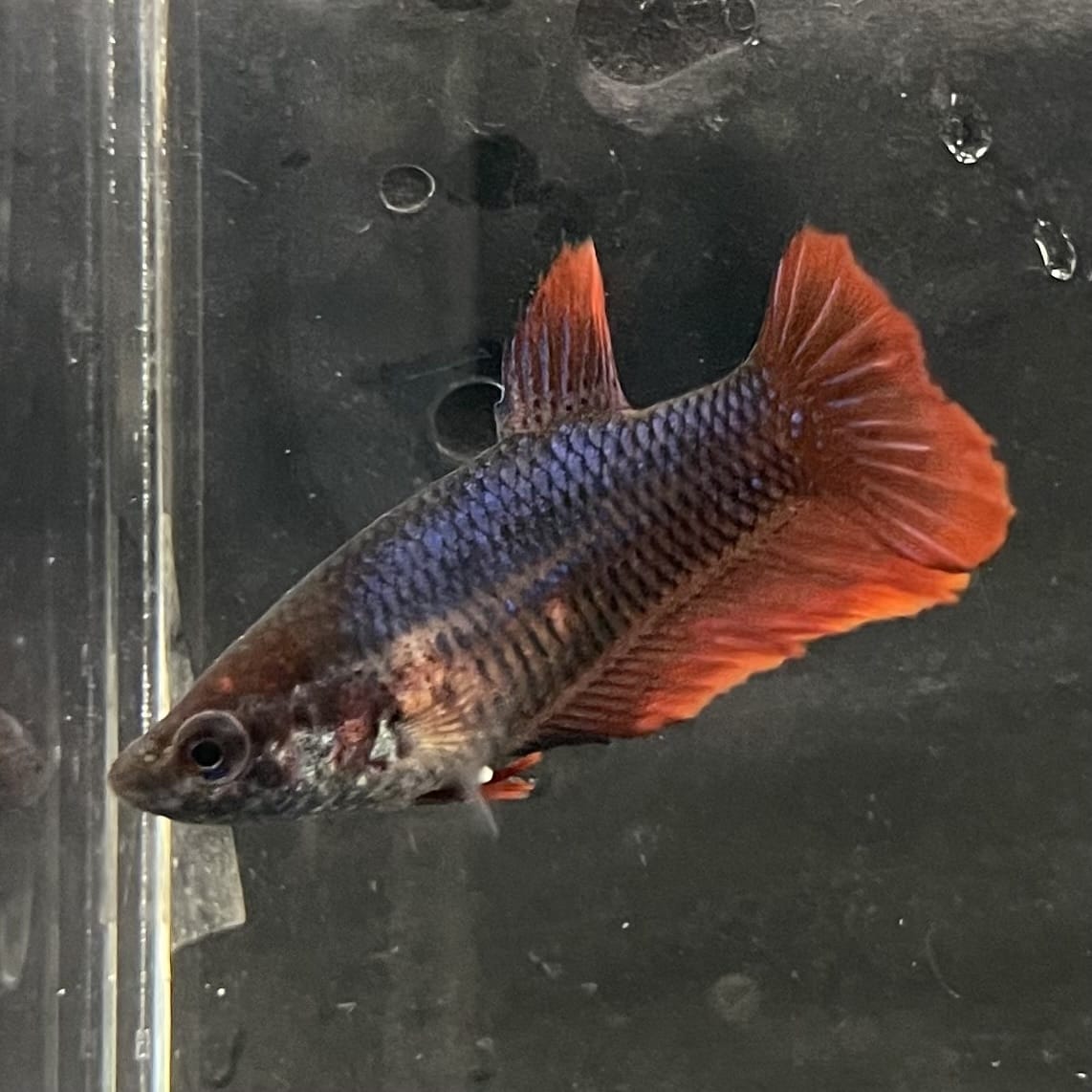 the-fish-farm Female Betta Female Betta - One Only - A Choose your own Female Betta at The Fish Farm Australia