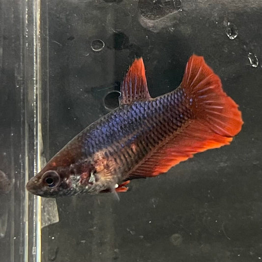 the-fish-farm Female Betta Female Betta - One Only - A Choose your own Female Betta at The Fish Farm Australia
