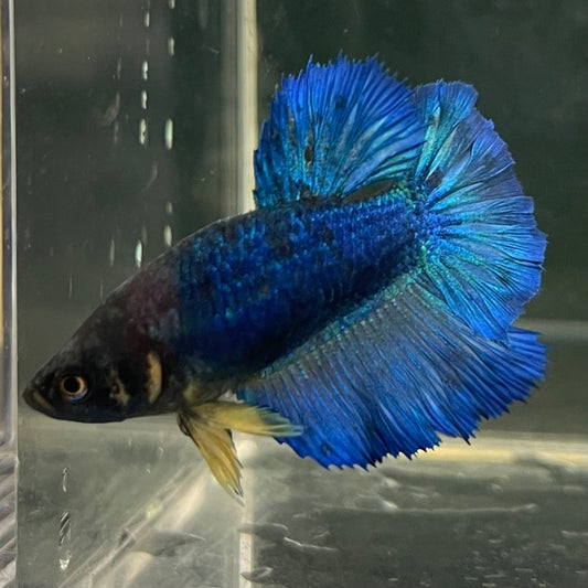 the-fish-farm Female Betta Female Betta - One Only - A Choose your own Female Betta at The Fish Farm Australia