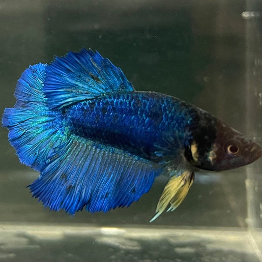 the-fish-farm Female Betta Female Betta - One Only - A Choose your own Female Betta at The Fish Farm Australia