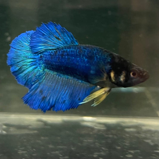 the-fish-farm Female Betta Female Betta - One Only - A Choose your own Female Betta at The Fish Farm Australia