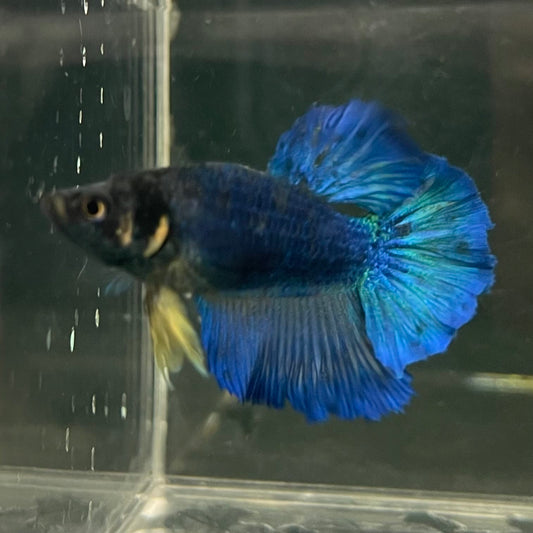 the-fish-farm Female Betta Female Betta - One Only - A Choose your own Female Betta at The Fish Farm Australia