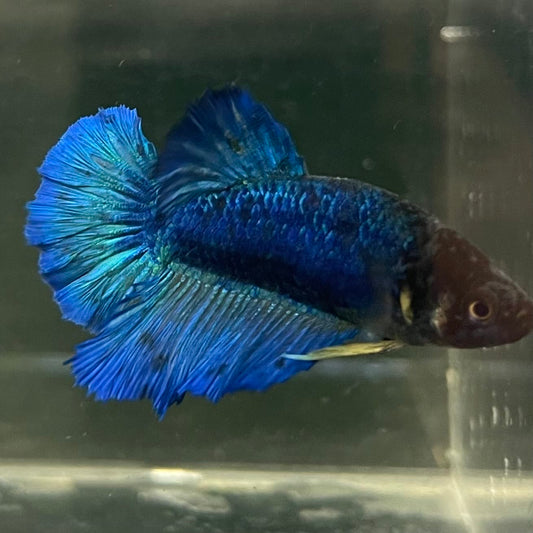 the-fish-farm Female Betta Female Betta - One Only - A Choose your own Female Betta at The Fish Farm Australia