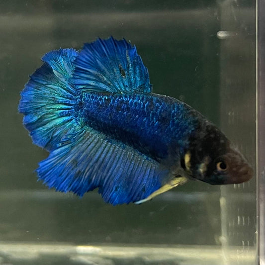 the-fish-farm Female Betta Female Betta - One Only - A Choose your own Female Betta at The Fish Farm Australia