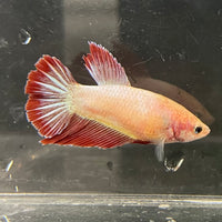 the-fish-farm Female Betta Female Betta - One Only - A Choose your own Female Betta at The Fish Farm Australia