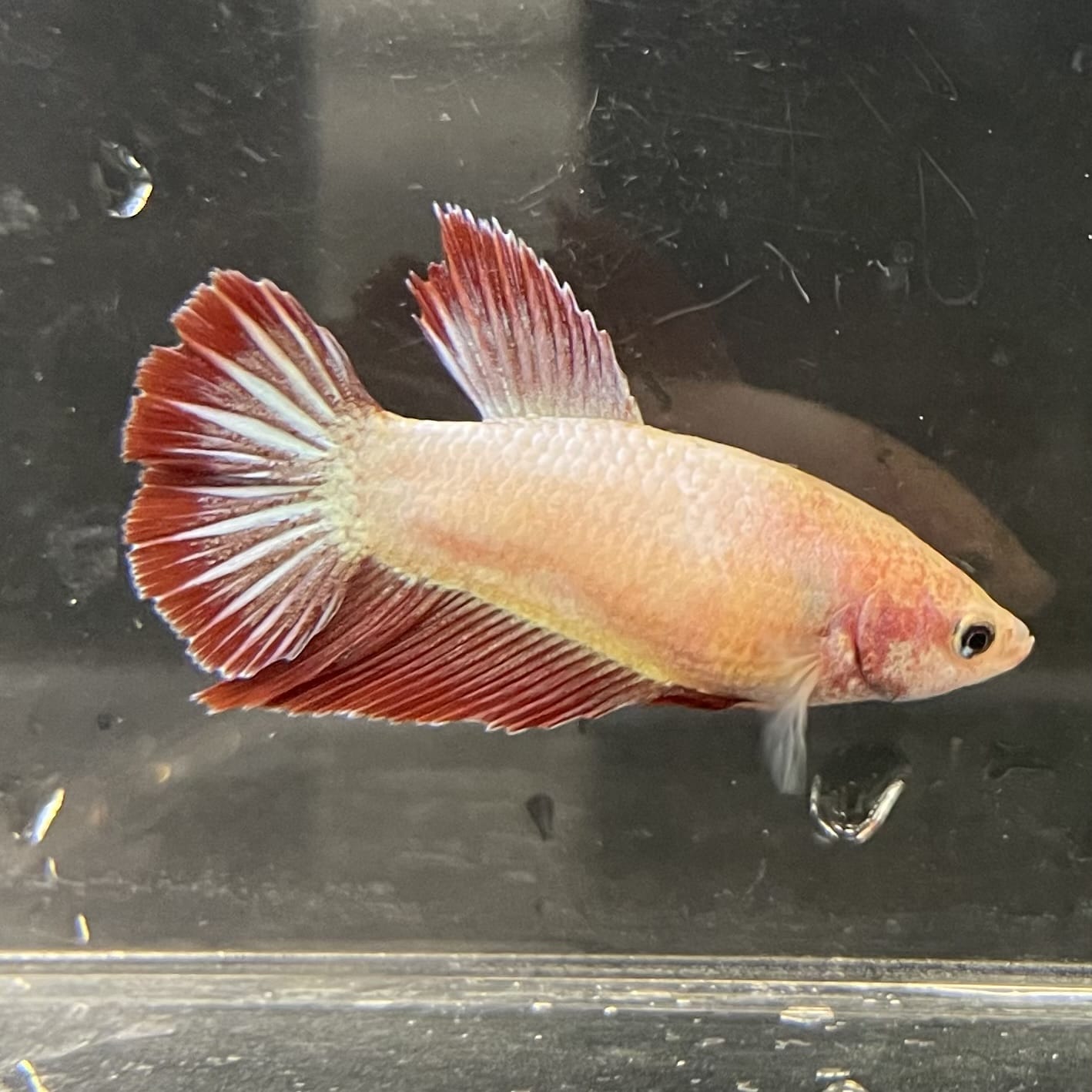 the-fish-farm Female Betta Female Betta - One Only - A Choose your own Female Betta at The Fish Farm Australia