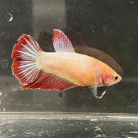 the-fish-farm Female Betta Female Betta - One Only - A Choose your own Female Betta at The Fish Farm Australia