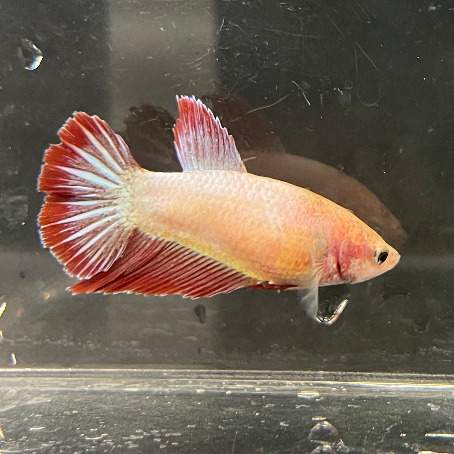 the-fish-farm Female Betta Female Betta - One Only - A Choose your own Female Betta at The Fish Farm Australia