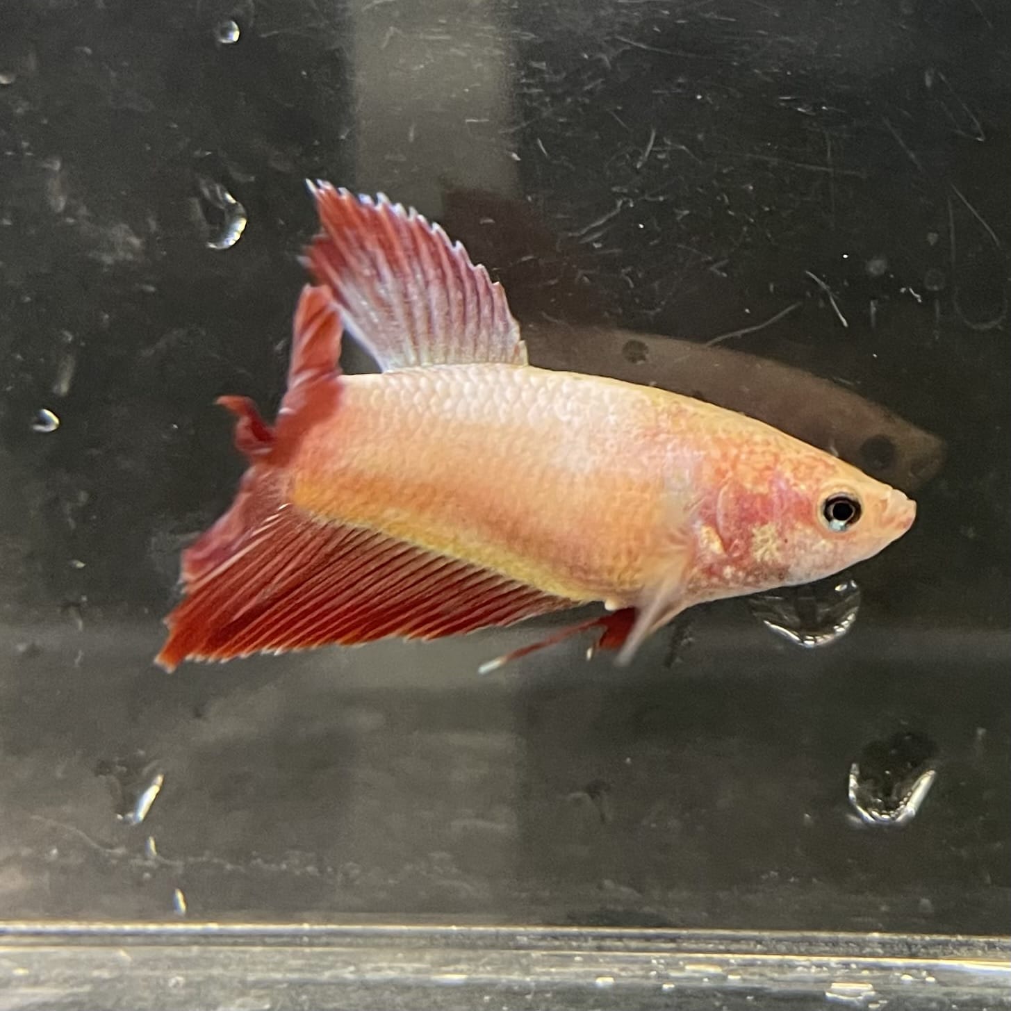 the-fish-farm Female Betta Female Betta - One Only - A Choose your own Female Betta at The Fish Farm Australia