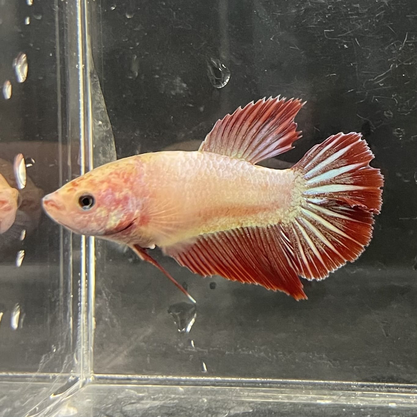 the-fish-farm Female Betta Female Betta - One Only - A Choose your own Female Betta at The Fish Farm Australia