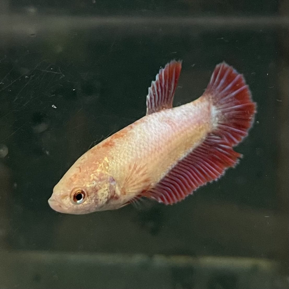 the-fish-farm Female Betta Female Betta - One Only - A Choose your own Female Betta at The Fish Farm Australia