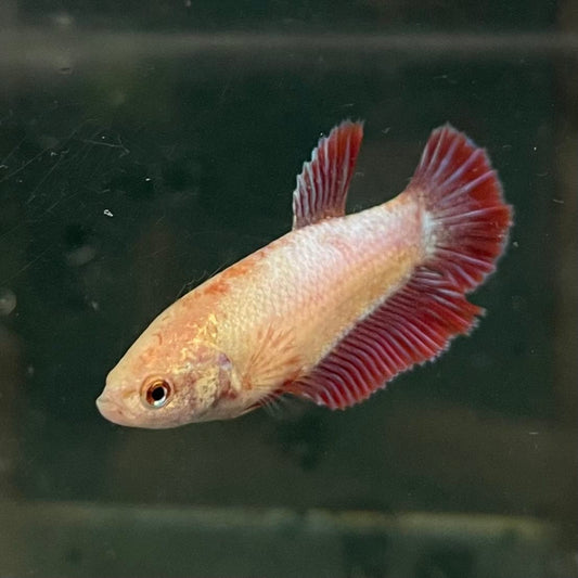 the-fish-farm Female Betta Female Betta - One Only - A Choose your own Female Betta at The Fish Farm Australia
