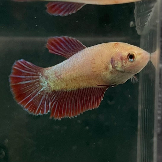 the-fish-farm Female Betta Female Betta - One Only - A Choose your own Female Betta at The Fish Farm Australia