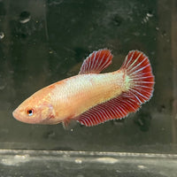 the-fish-farm Female Betta Female Betta - One Only - A Choose your own Female Betta at The Fish Farm Australia