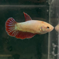 the-fish-farm Female Betta Female Betta - One Only - A Choose your own Female Betta at The Fish Farm Australia