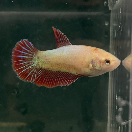 the-fish-farm Female Betta Female Betta - One Only - A Choose your own Female Betta at The Fish Farm Australia