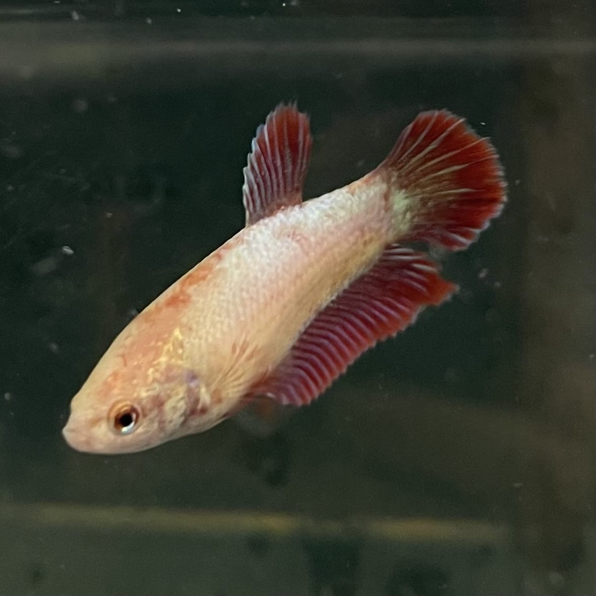 the-fish-farm Female Betta Female Betta - One Only - A Choose your own Female Betta at The Fish Farm Australia