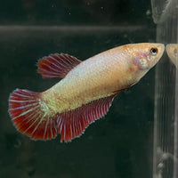 the-fish-farm Female Betta Female Betta - One Only - A Choose your own Female Betta at The Fish Farm Australia