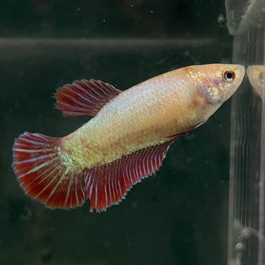the-fish-farm Female Betta Female Betta - One Only - A Choose your own Female Betta at The Fish Farm Australia