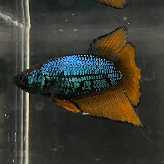 the-fish-farm Female Betta Female Betta - One Only - A Choose your own Female Betta at The Fish Farm Australia