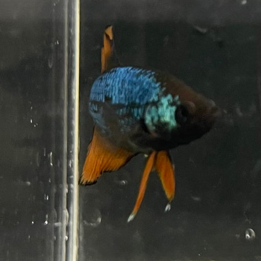 the-fish-farm Female Betta Female Betta - One Only - A Choose your own Female Betta at The Fish Farm Australia