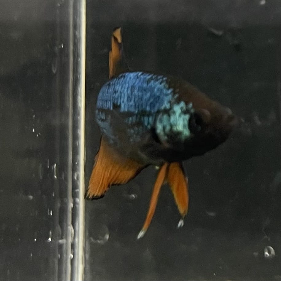 the-fish-farm Female Betta Female Betta - One Only - A Choose your own Female Betta at The Fish Farm Australia
