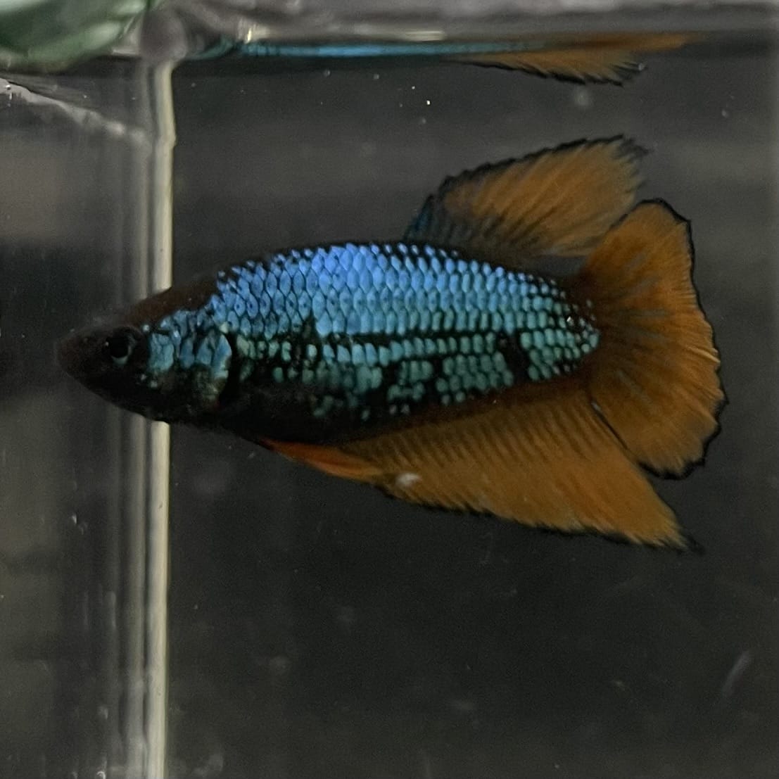 the-fish-farm Female Betta Female Betta - One Only - A Choose your own Female Betta at The Fish Farm Australia