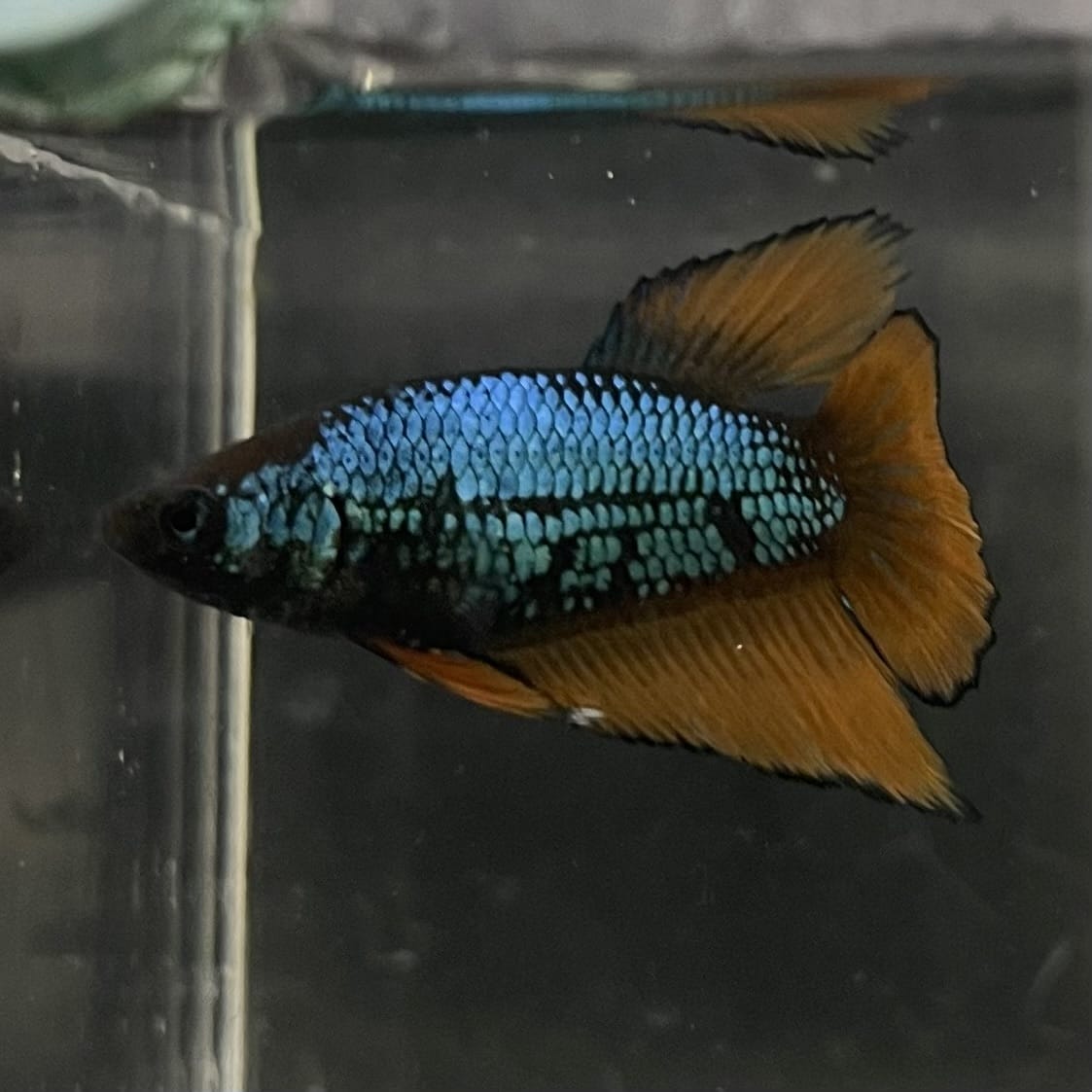 the-fish-farm Female Betta Female Betta - One Only - A Choose your own Female Betta at The Fish Farm Australia