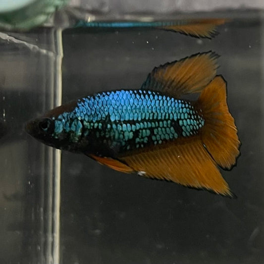 the-fish-farm Female Betta Female Betta - One Only - A Choose your own Female Betta at The Fish Farm Australia