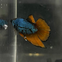 the-fish-farm Female Betta Female Betta - One Only - A Choose your own Female Betta at The Fish Farm Australia