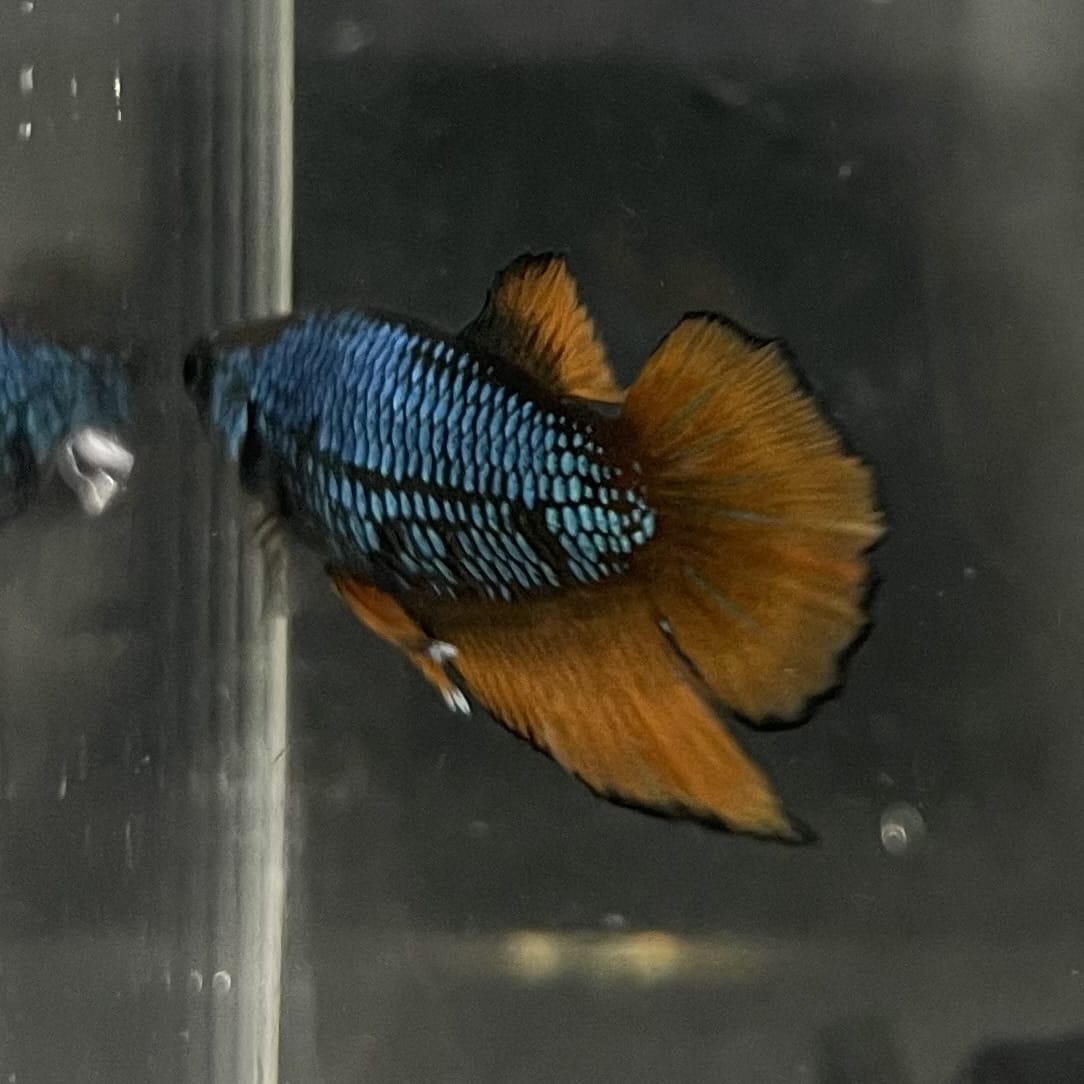 the-fish-farm Female Betta Female Betta - One Only - A Choose your own Female Betta at The Fish Farm Australia
