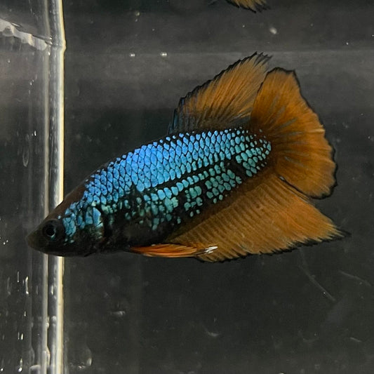 the-fish-farm Female Betta Female Betta - One Only - A Choose your own Female Betta at The Fish Farm Australia