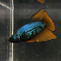 the-fish-farm Female Betta Female Betta - One Only - A Choose your own Female Betta at The Fish Farm Australia