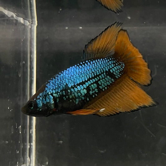 the-fish-farm Female Betta Female Betta - One Only - A Choose your own Female Betta at The Fish Farm Australia