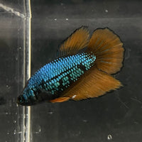 the-fish-farm Female Betta Female Betta - One Only - A Choose your own Female Betta at The Fish Farm Australia