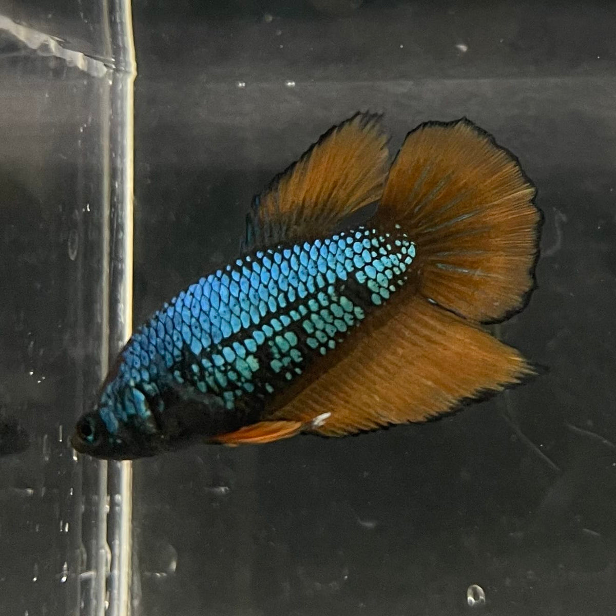 the-fish-farm Female Betta Female Betta - One Only - A Choose your own Female Betta at The Fish Farm Australia