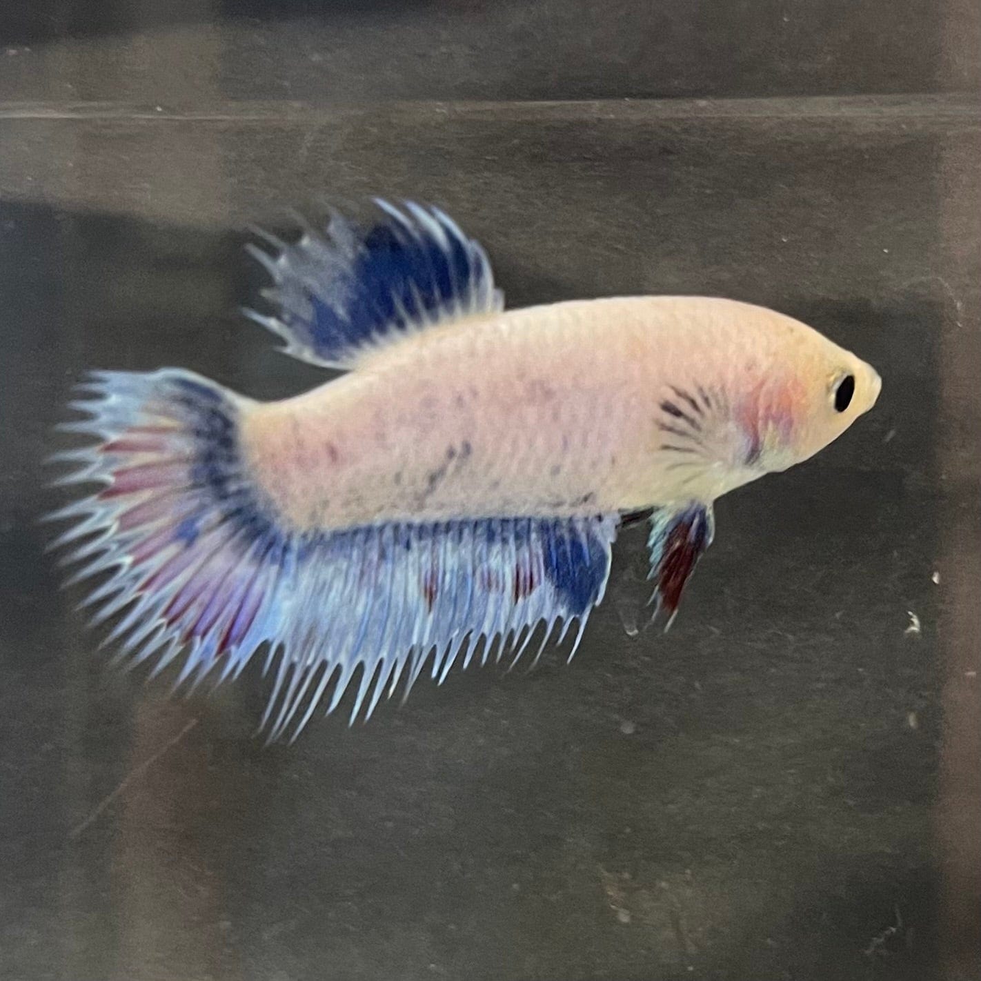 the-fish-farm Female Betta Female Betta - One Only - A Choose your own Female Betta at The Fish Farm Australia