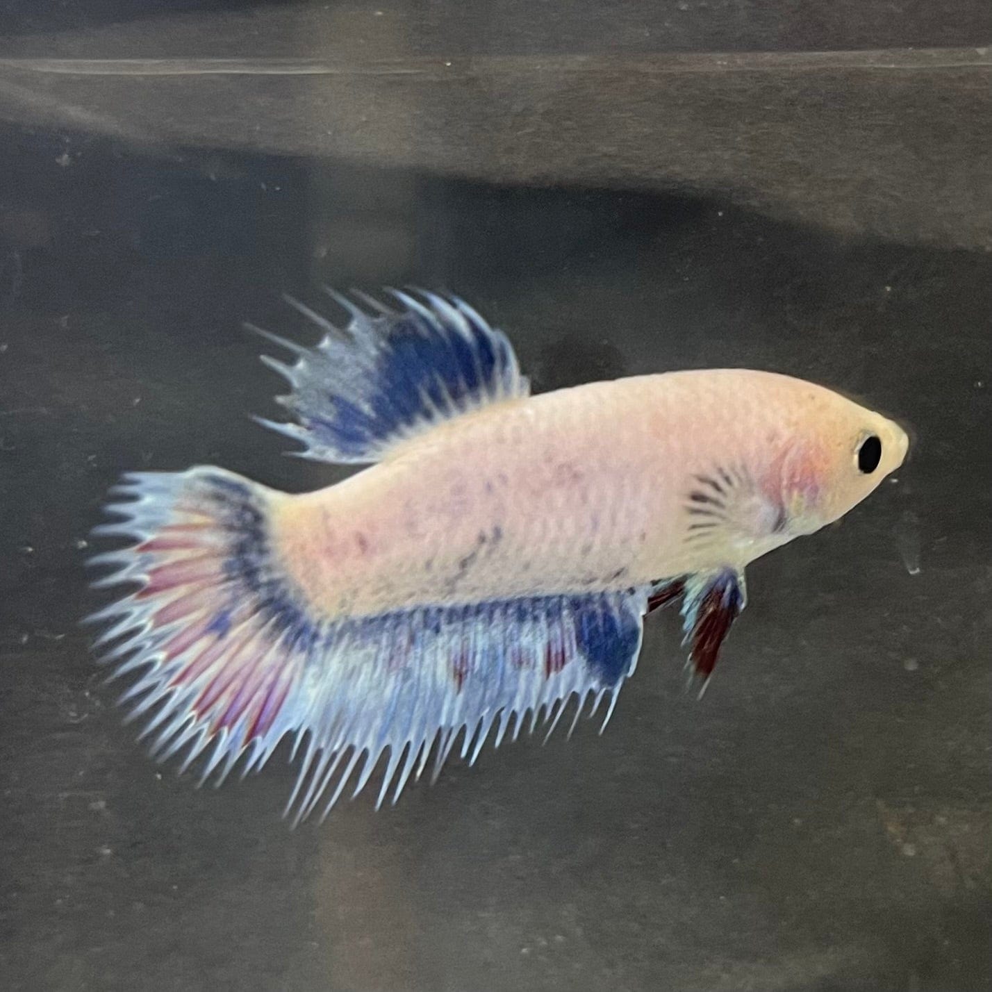 the-fish-farm Female Betta Female Betta - One Only - A Choose your own Female Betta at The Fish Farm Australia