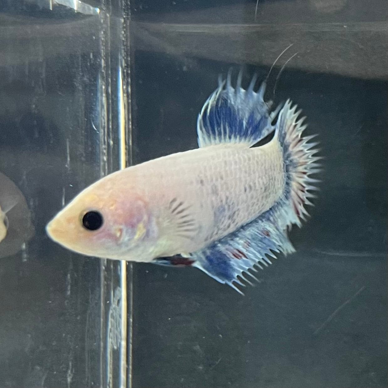 the-fish-farm Female Betta Female Betta - One Only - A Choose your own Female Betta at The Fish Farm Australia