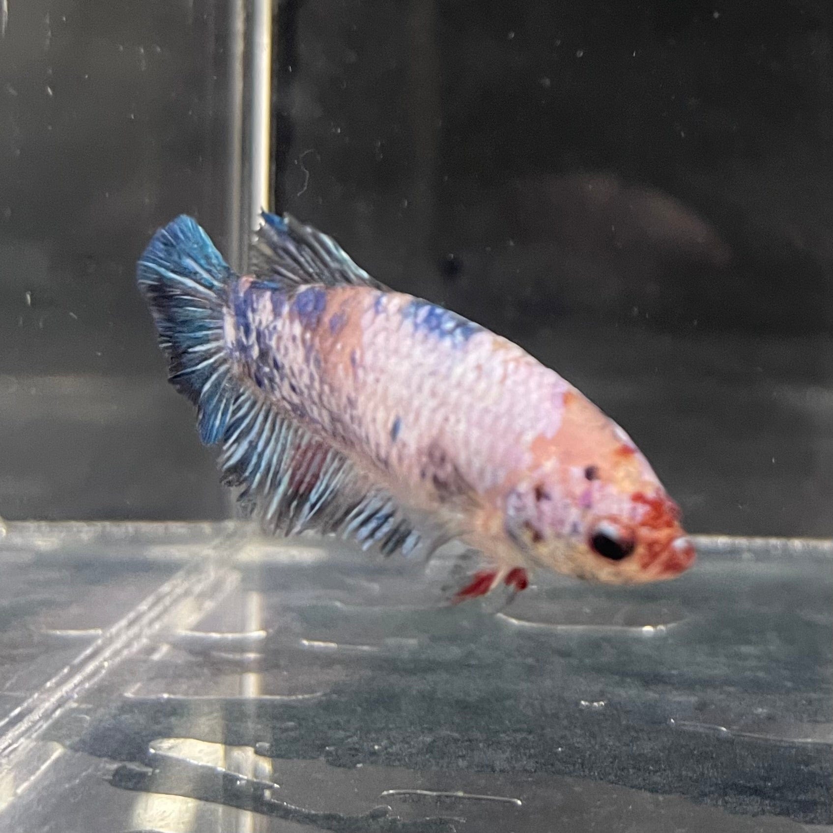 the-fish-farm Female Betta Female Betta - One Only - B Choose your own Female Betta at The Fish Farm Australia