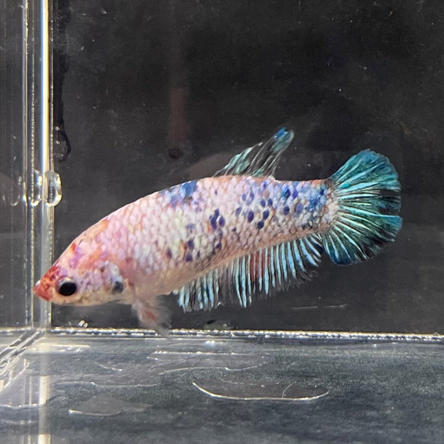 the-fish-farm Female Betta Female Betta - One Only - B Choose your own Female Betta at The Fish Farm Australia