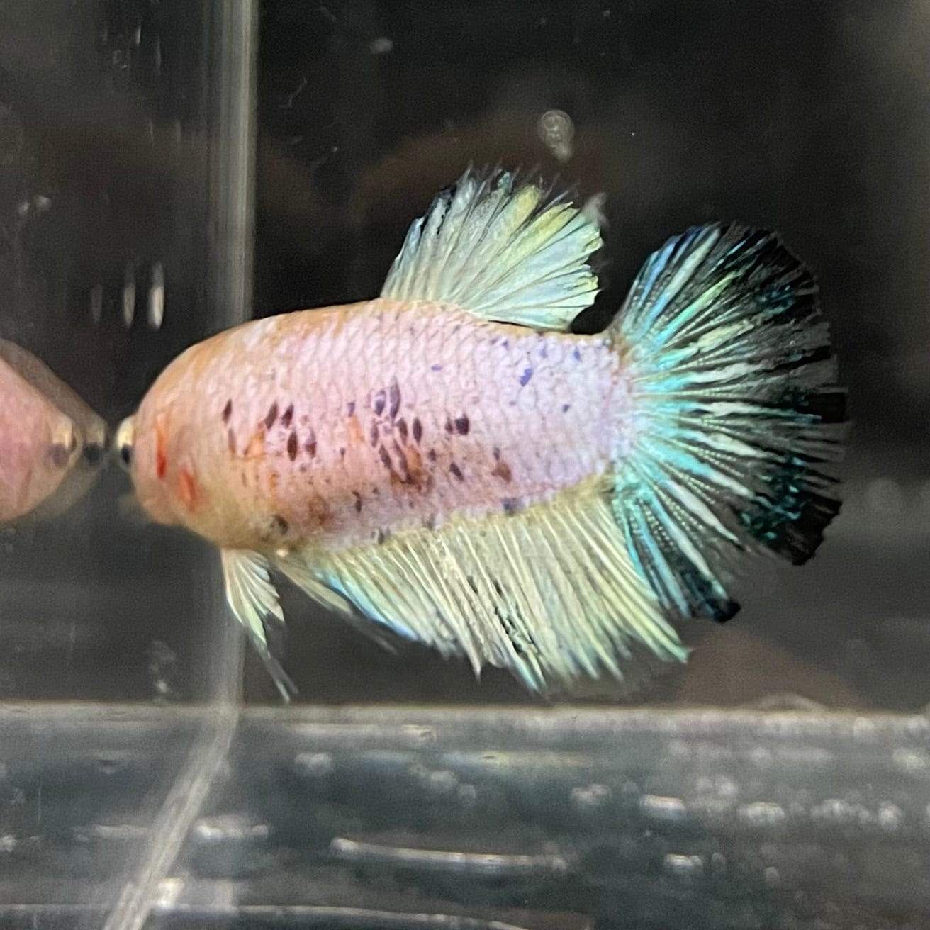 the-fish-farm Female Betta Female Betta - One Only - B Choose your own Female Betta at The Fish Farm Australia