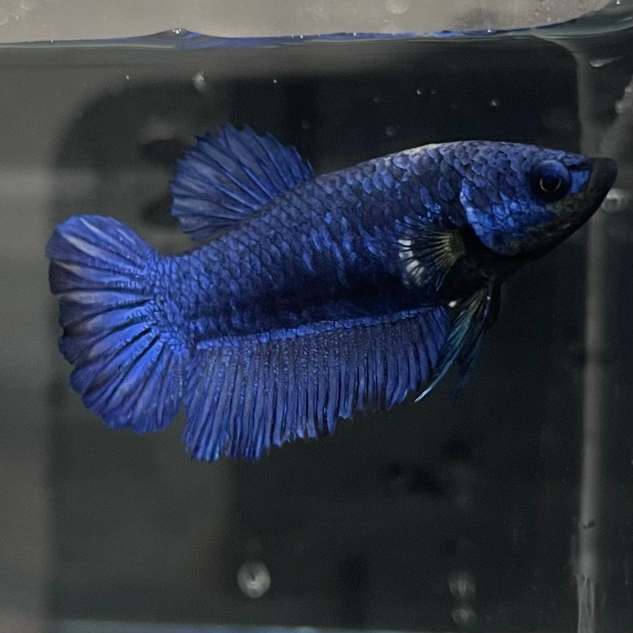 the-fish-farm Female Betta Female Betta - One Only - B Choose your own Female Betta at The Fish Farm Australia